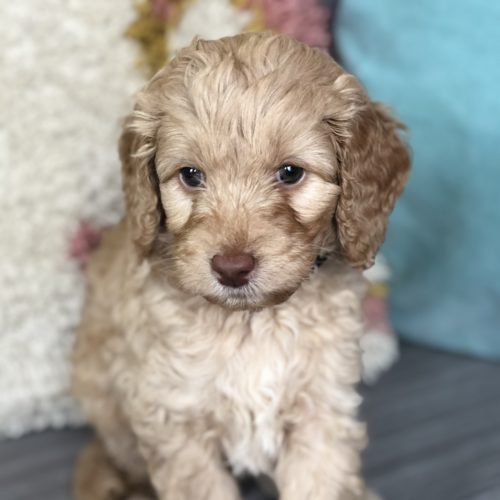 Doodle Puppies for Sale | Downeast Designer Doodles